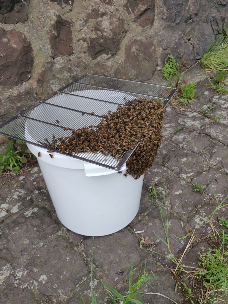 Bienenschwarm im Eimer